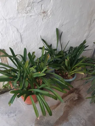 2 Macetas Terracota y Plástico