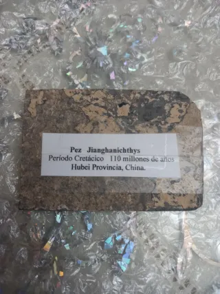 Fósil Pez Jianghanichthys Cretácico China