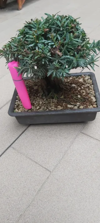 Bonsai Tasso