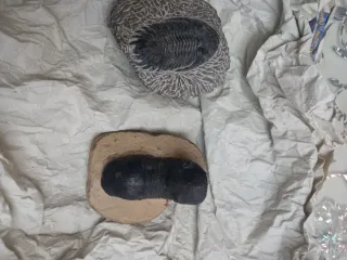 Dos  fosiles Trilobites