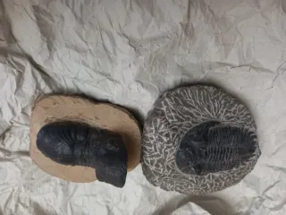 Dos  fosiles Trilobites