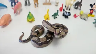 Colección Animales Juguete Incluye una serpiente