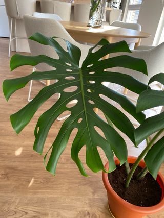 Monstera Deliciosa Planta Grande
