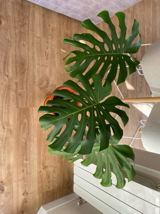 Monstera Deliciosa Planta Grande