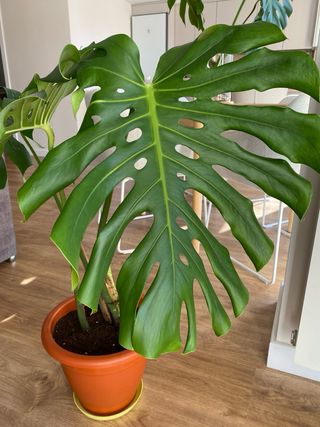 Monstera Deliciosa Planta Grande