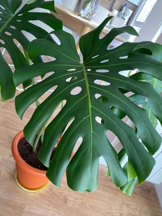 Monstera Deliciosa Planta Grande