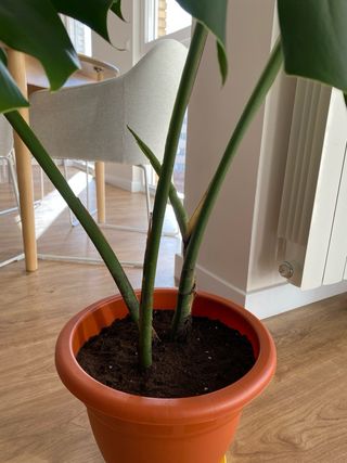 Monstera Deliciosa Planta Grande