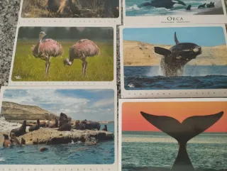 Lote Postales Animales Patagonia