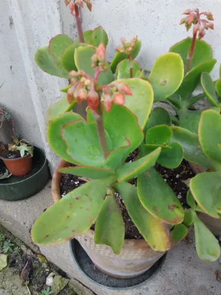 1 talea  di pianta grassa
