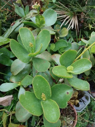1 talea  di pianta grassa