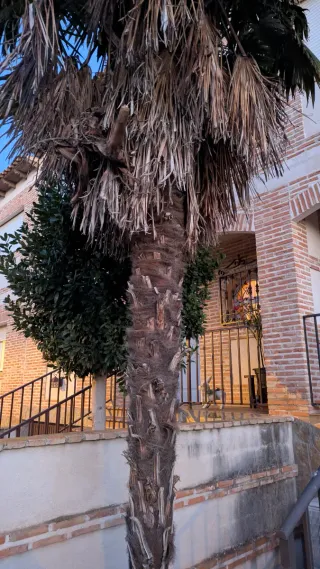 Palmera