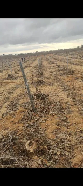 Trabajos de cuernos de viñas