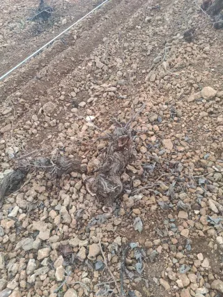 Trabajos de cuernos de viñas