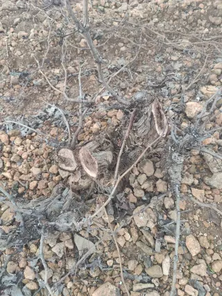 Trabajos de cuernos de viñas