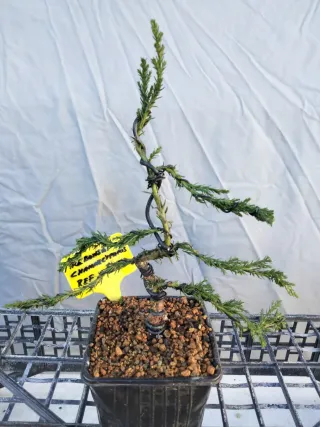 JOVEN PREBONSÁI CHAMAECYPARIS