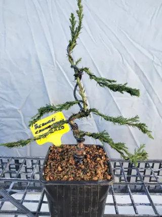 JOVEN PREBONSÁI CHAMAECYPARIS