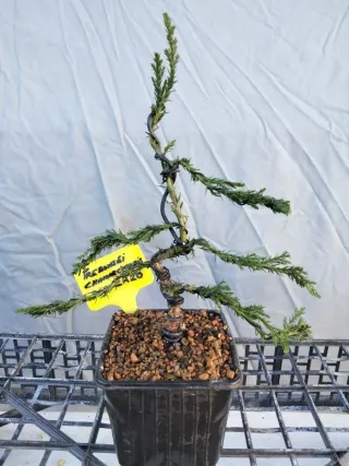 JOVEN PREBONSÁI CHAMAECYPARIS