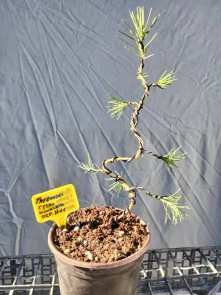 PREBONSÁI CEDRO DEL HIMALAYA