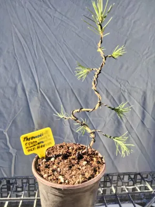 PREBONSÁI CEDRO DEL HIMALAYA