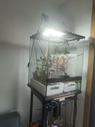 Terrario con riego y control de temperatura