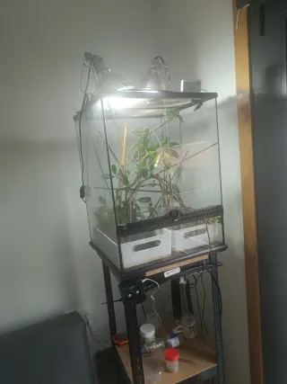 Terrario con riego y control de temperatura