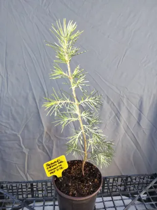 PREBONSÁI CEDRO DEL HIMALAYA