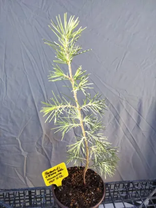 PREBONSÁI CEDRO DEL HIMALAYA