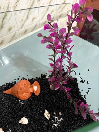 Pecera de cristal 20 litros con accesorios