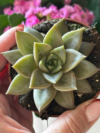 Echeveria Agavoides Planta Suculenta