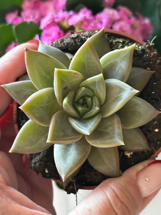 Echeveria Danica