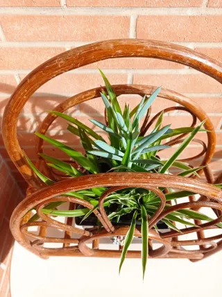 Planta natural en maceta decorativa