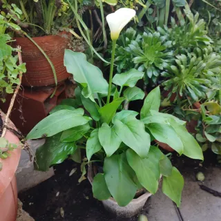 Pianta Calla con Bocciolo