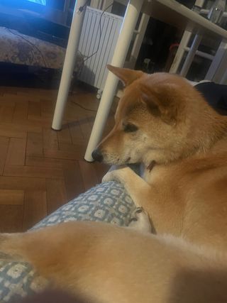 Cuidado de perros mascotas por dias