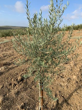 Olivos de 2 años - 1.5 fanegas