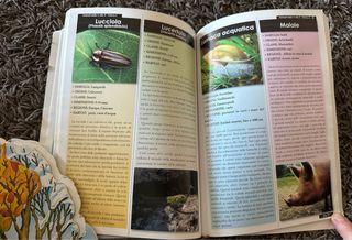 Bambini Libro Animali + Libro stagioni