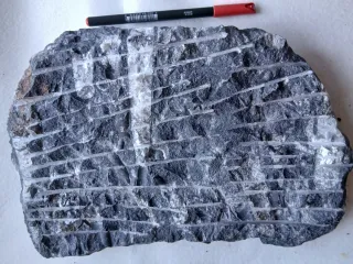 Fósiles Orthoceras en Matriz