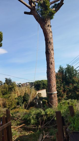 Poda professional i neteja de jardins