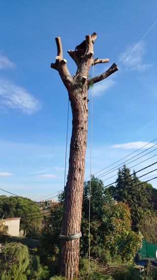 Poda professional i neteja de jardins