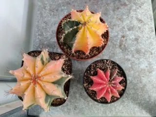 Pack 3 Cactus Gimnocalycium Variegados