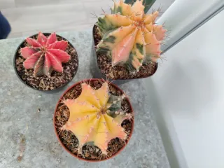 Pack 3 Cactus Gimnocalycium Variegados