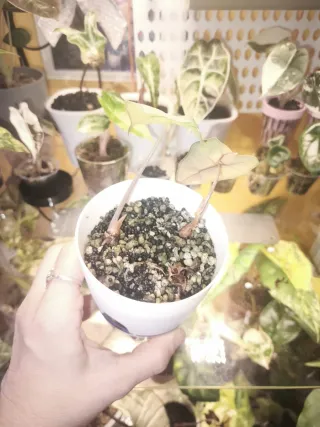 Alocasia Amazonica Mint Pink