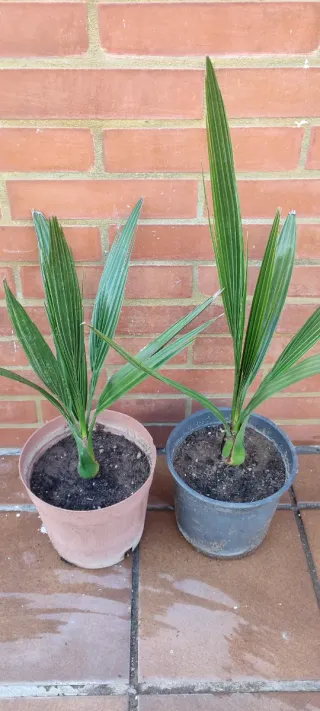 Palmera joven en maceta