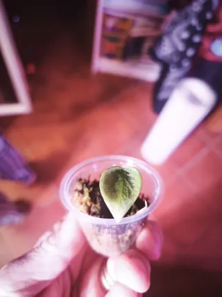 Alocasia Sinuata Aurea