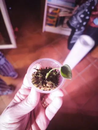 Alocasia Sinuata Aurea