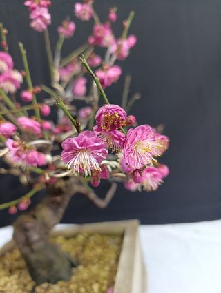 Bonsái Prunus Mume