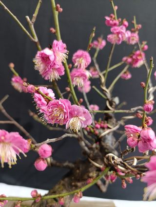 Bonsái Prunus Mume