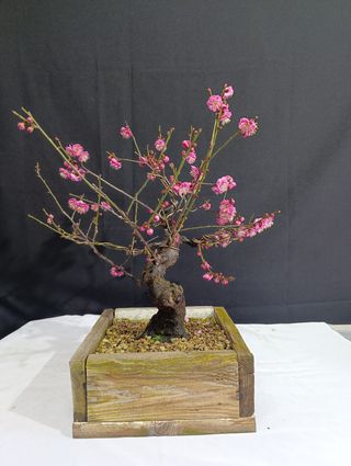 Bonsái Prunus Mume