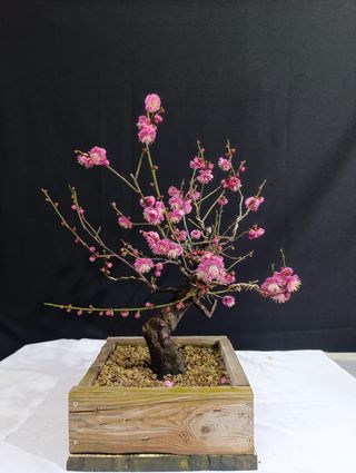 Bonsái Prunus Mume
