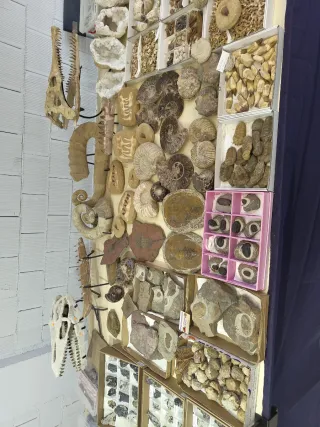 Fósiles Colección Variada