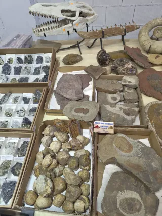 Fósiles Colección Variada